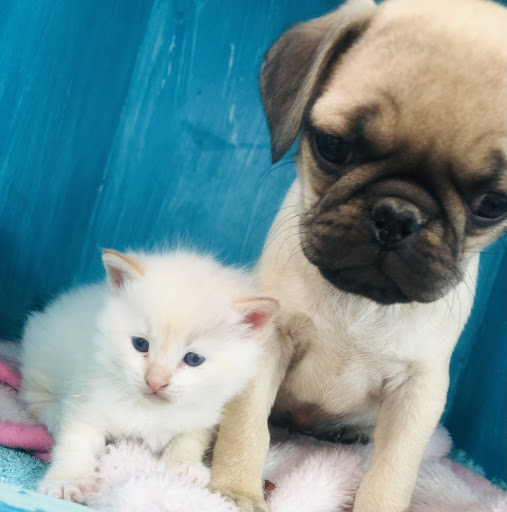 Hospital Veterinaria Cats And Dogs lady cuetes