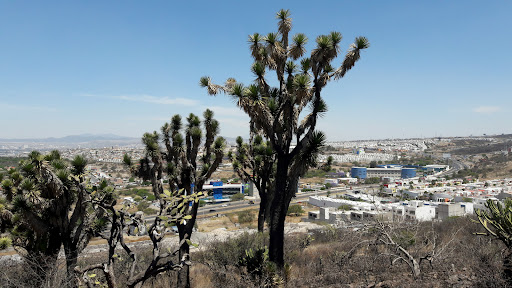 Los Olvera