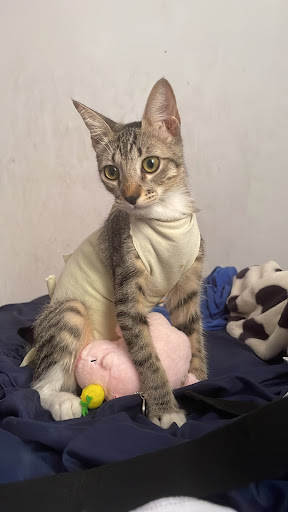 One Health, Clínica Veterinaria