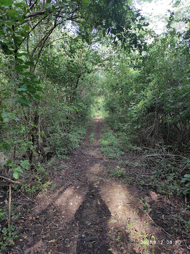 Timucuy