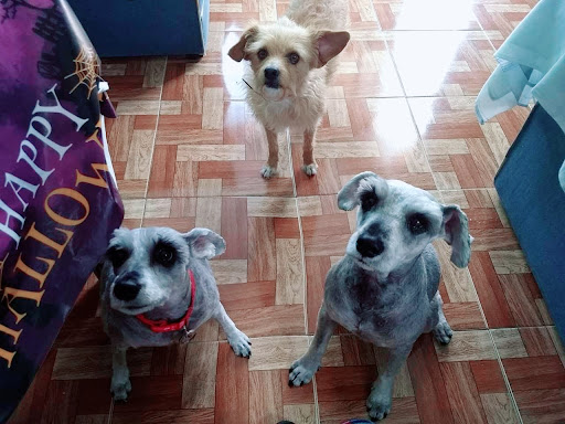 ATENCIÒN INTEGRAL VETERINARIA