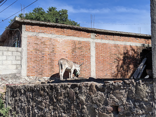 Tzicatlán
