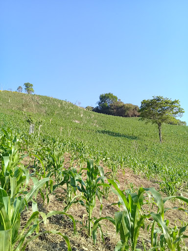 Xochinanacatlán