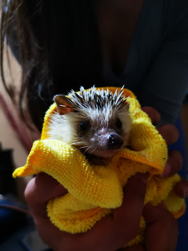 Veterinaria California