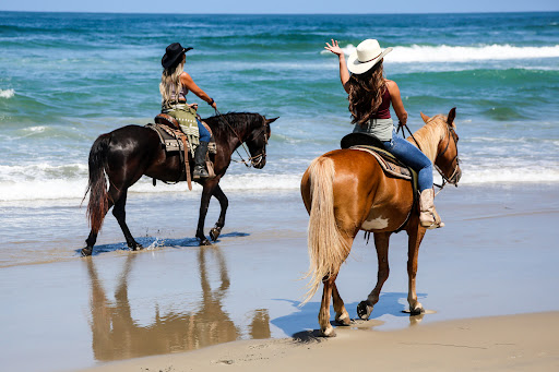 Horses by Jose