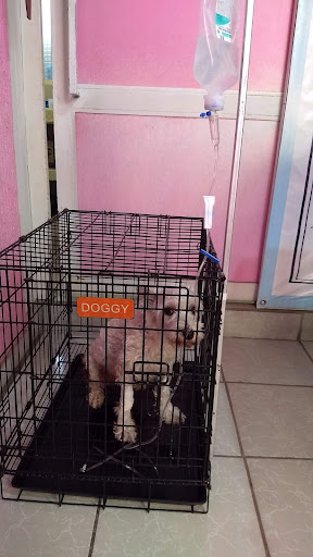 Lara Servicios Veterinarios