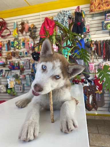Dog-tor. Clínica Veterinaria, Estética Canina y Tienda de Mascotas.(Chimalpa Naucalpan)